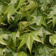 Plenty of Leaves