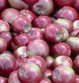 Fresh apples
