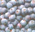 Blueberries