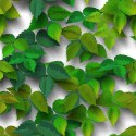 Little Leaves