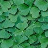 Leaves on a plant