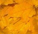 Yellow leaves