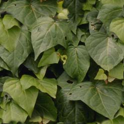 Green leaves