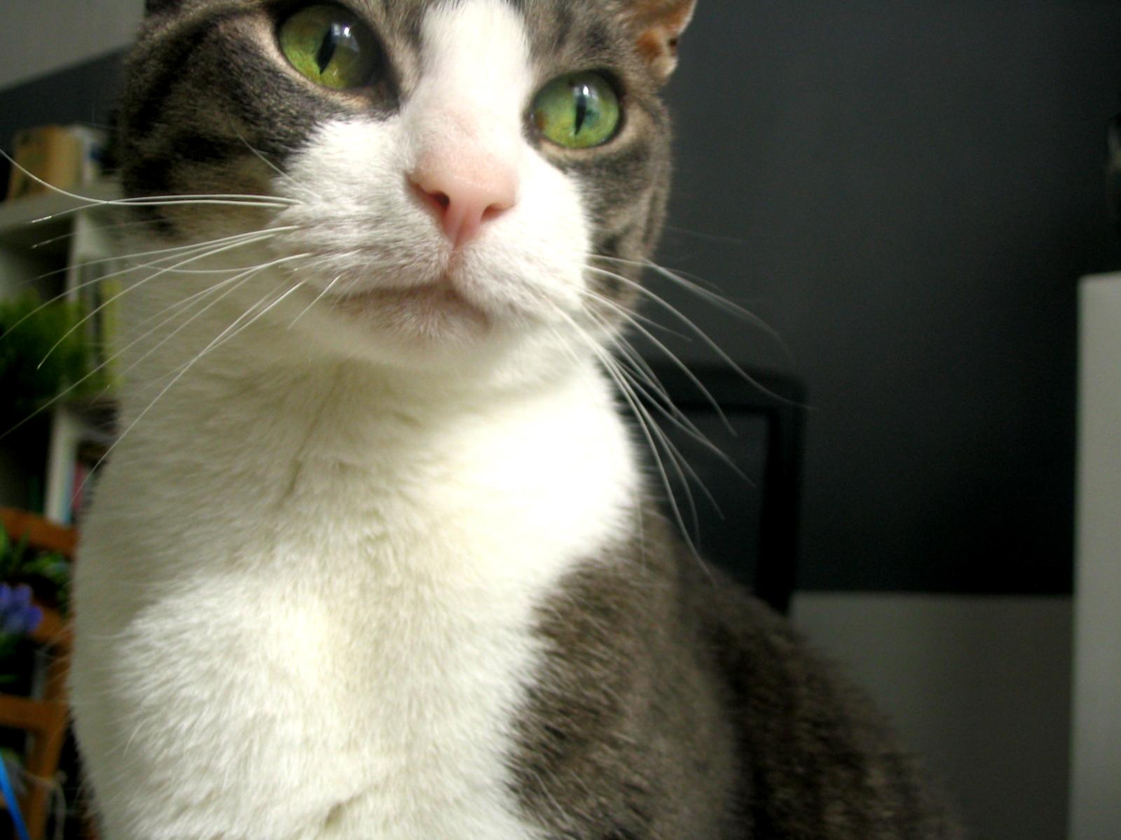 Proxy, my cat.