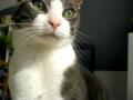 Proxy, my cat.