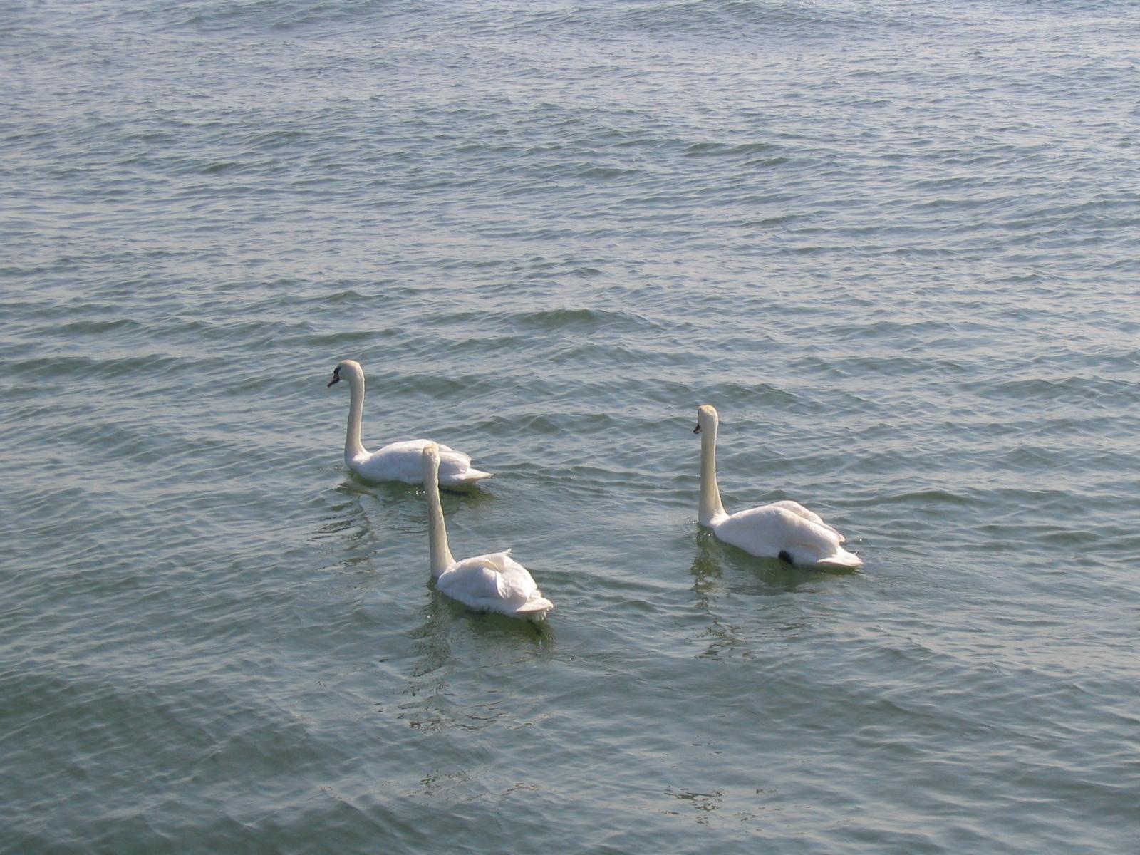 Swans in the Sea
