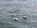 Swans in the Sea