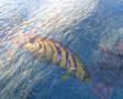 Tropical Fish