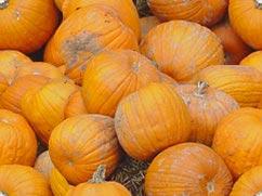 pumpkin mania