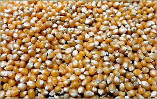 Corny