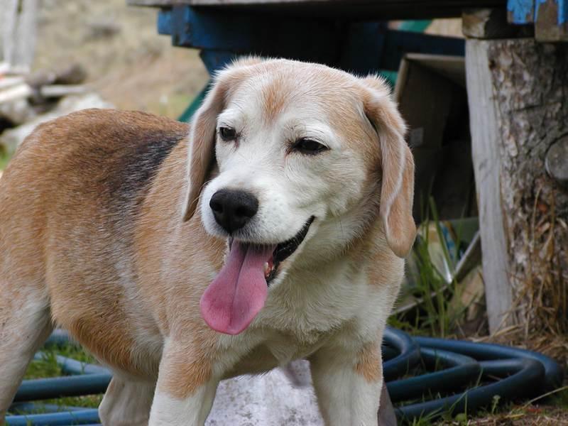 Dog