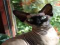 Sphinx Cat
