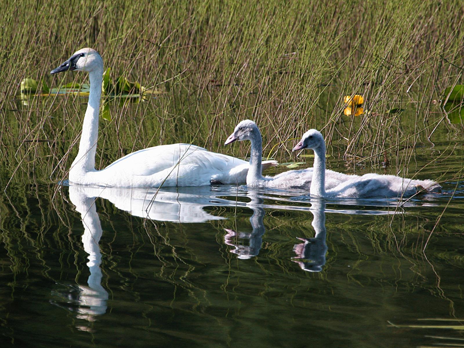 Brood