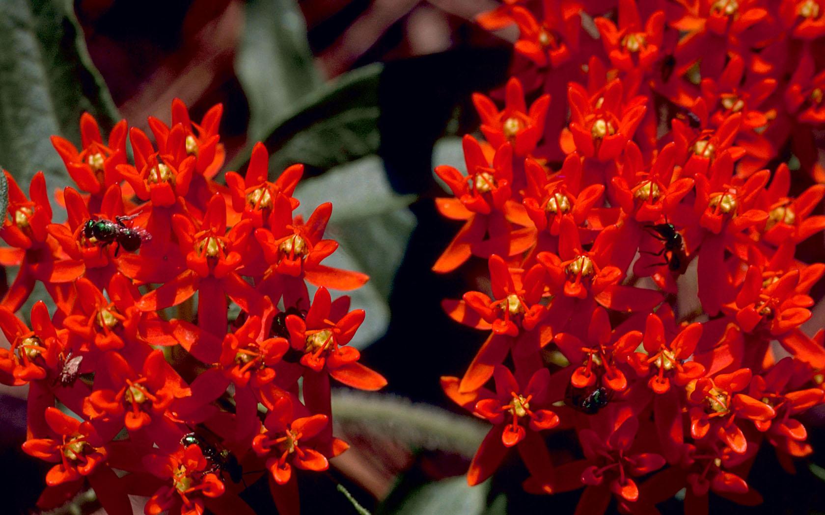 Butterfly Weed
