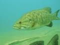 Smallmouth Bass