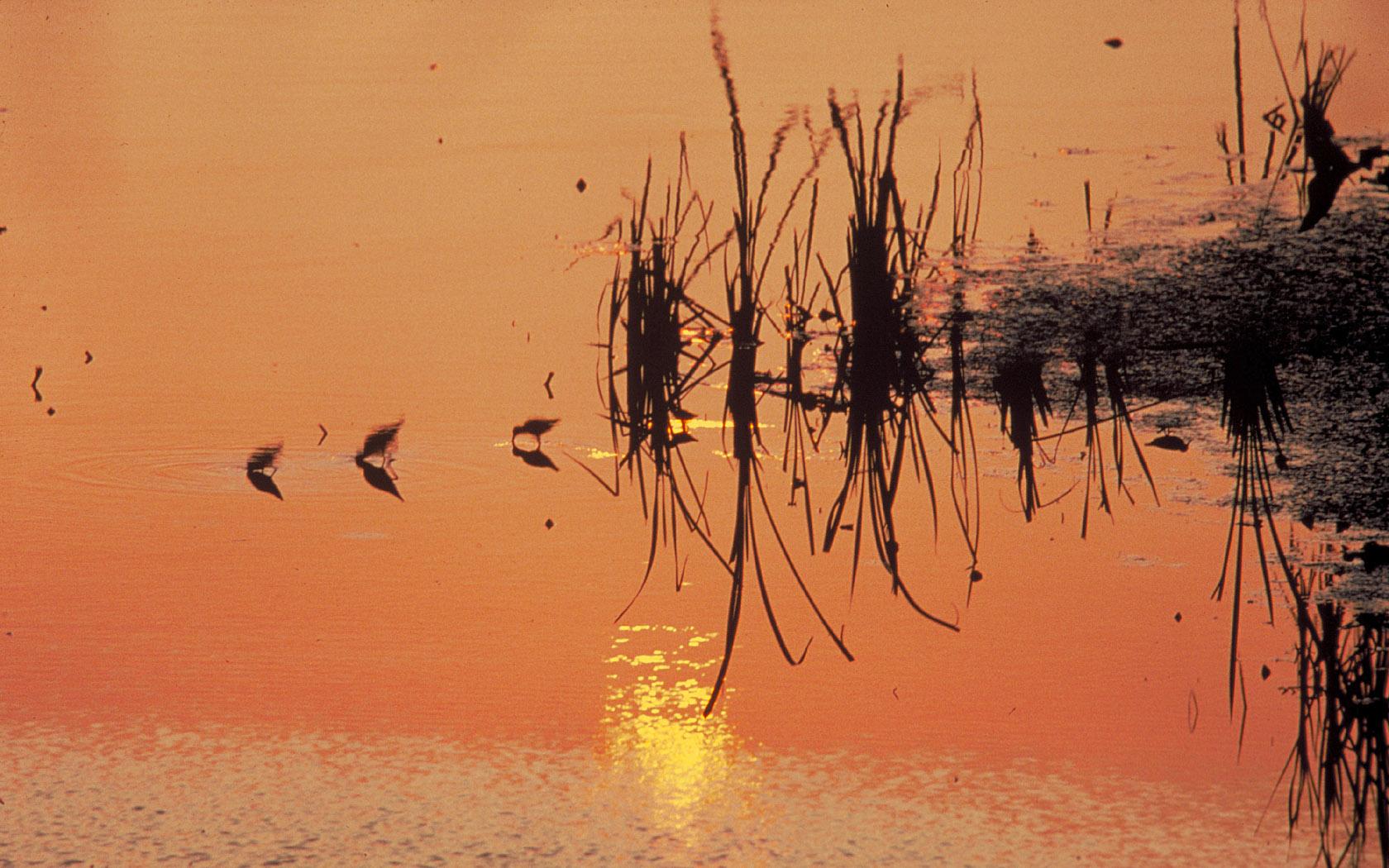 Sandpipers in the Sunset