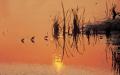 Sandpipers in the Sunset