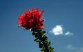 Ocotillo