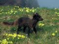 Arctic Fox on St. George Island, Pribilofs