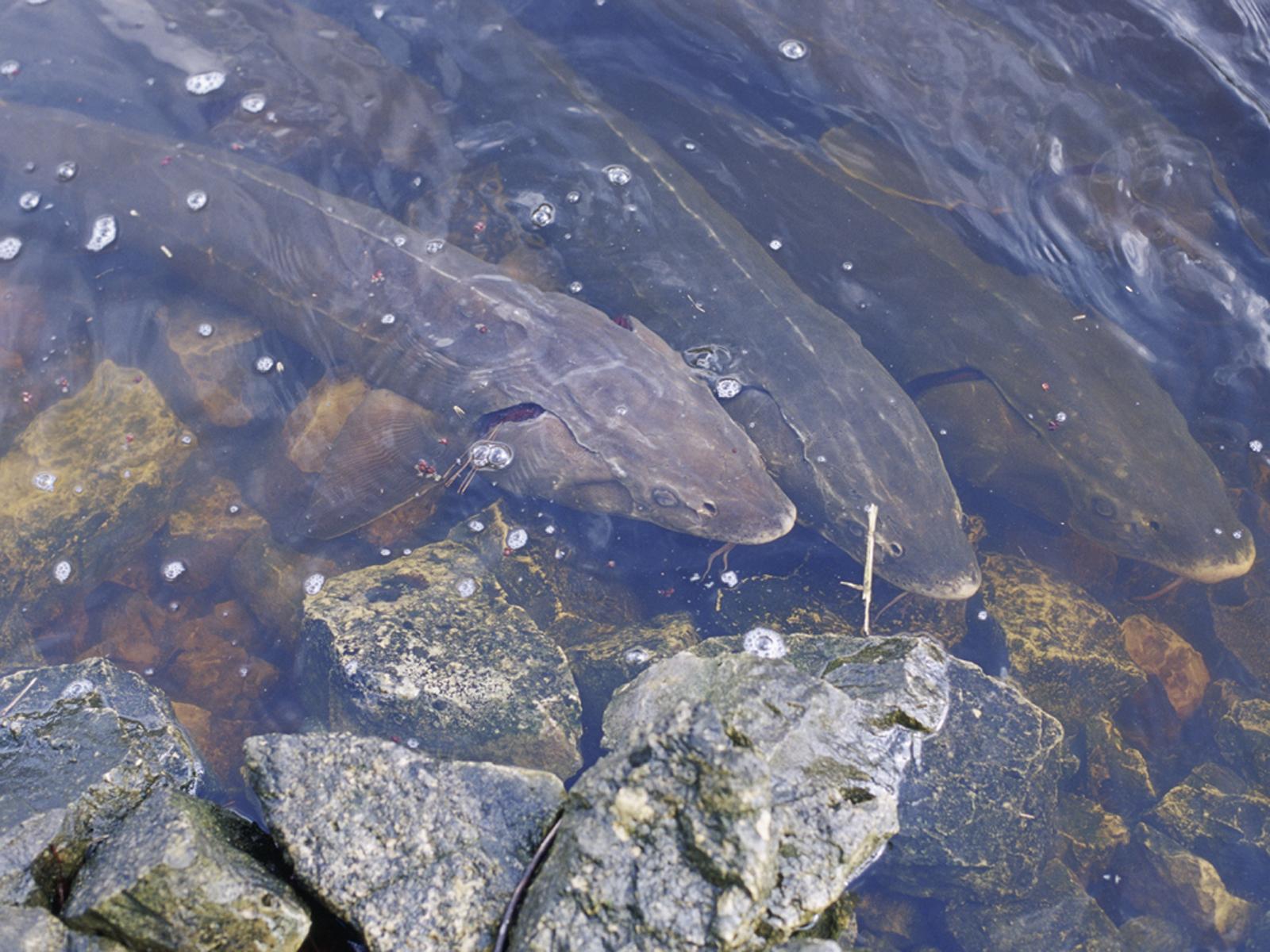 Lake Sturgeon