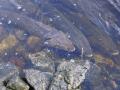 Lake Sturgeon