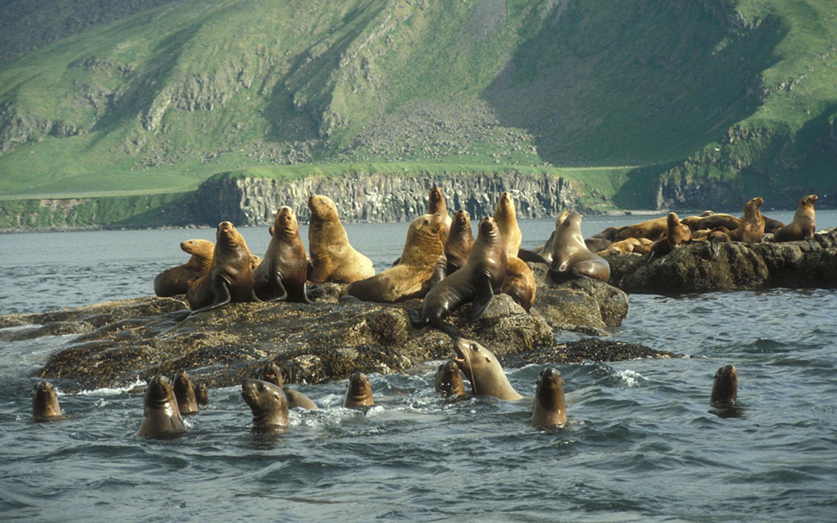 Amak Island, Steller's Sea Lion haul out