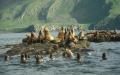 Amak Island, Steller's Sea Lion haul out