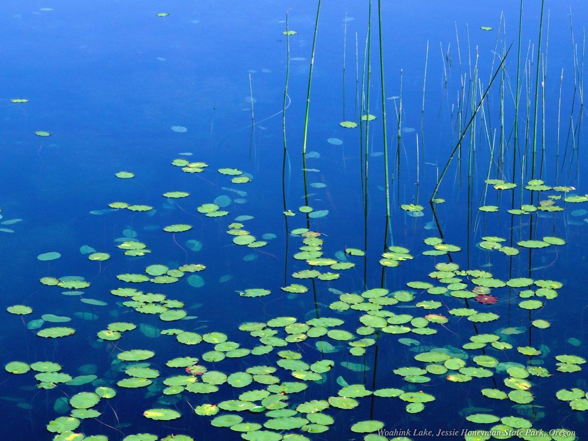 Woahink Lake, Oregon