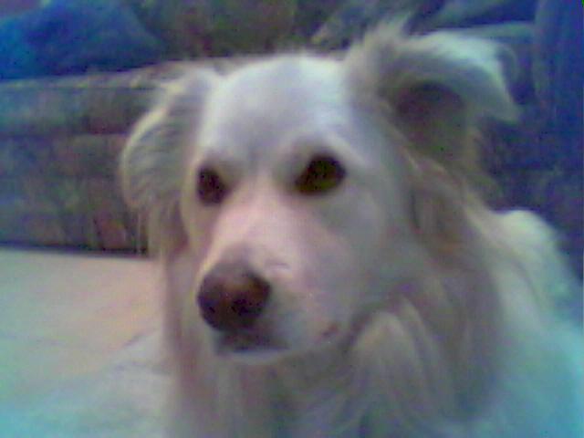 A cute white pup