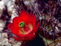 Claret Cup Cactus