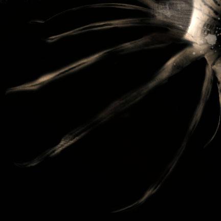 shells