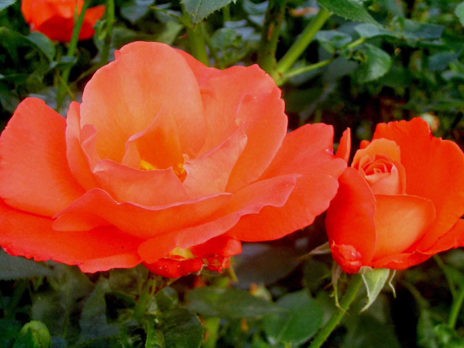 Red Roses