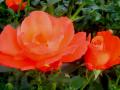 Red Roses