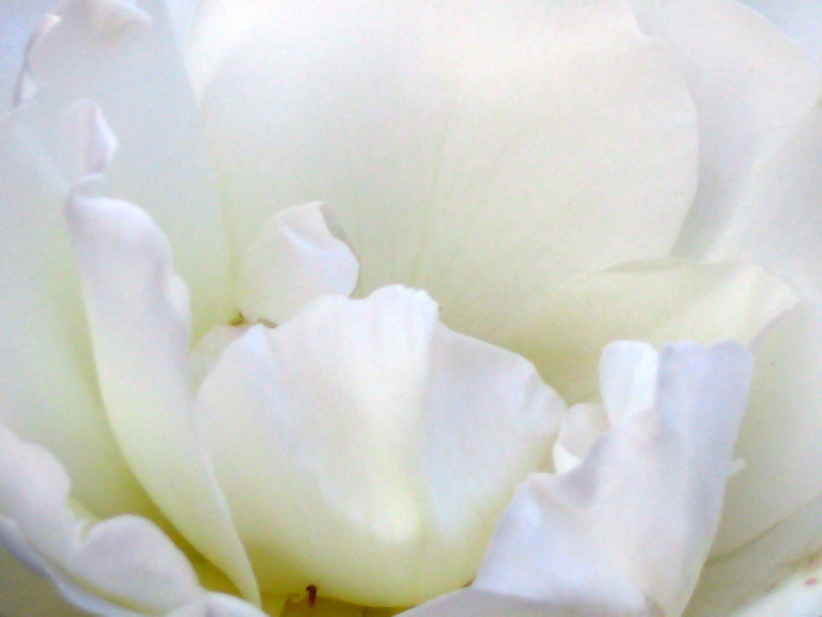 Closeup of a White Rose