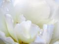 Closeup of a White Rose