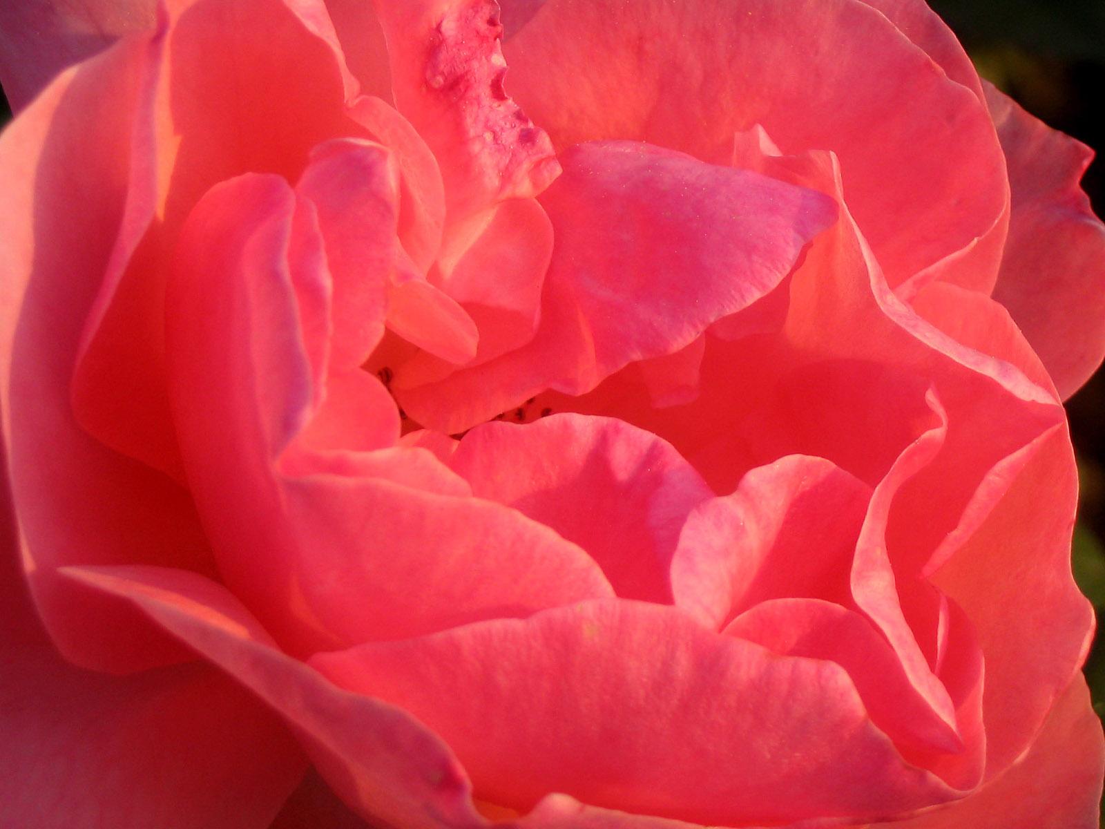 Closeup of a Pink Rose