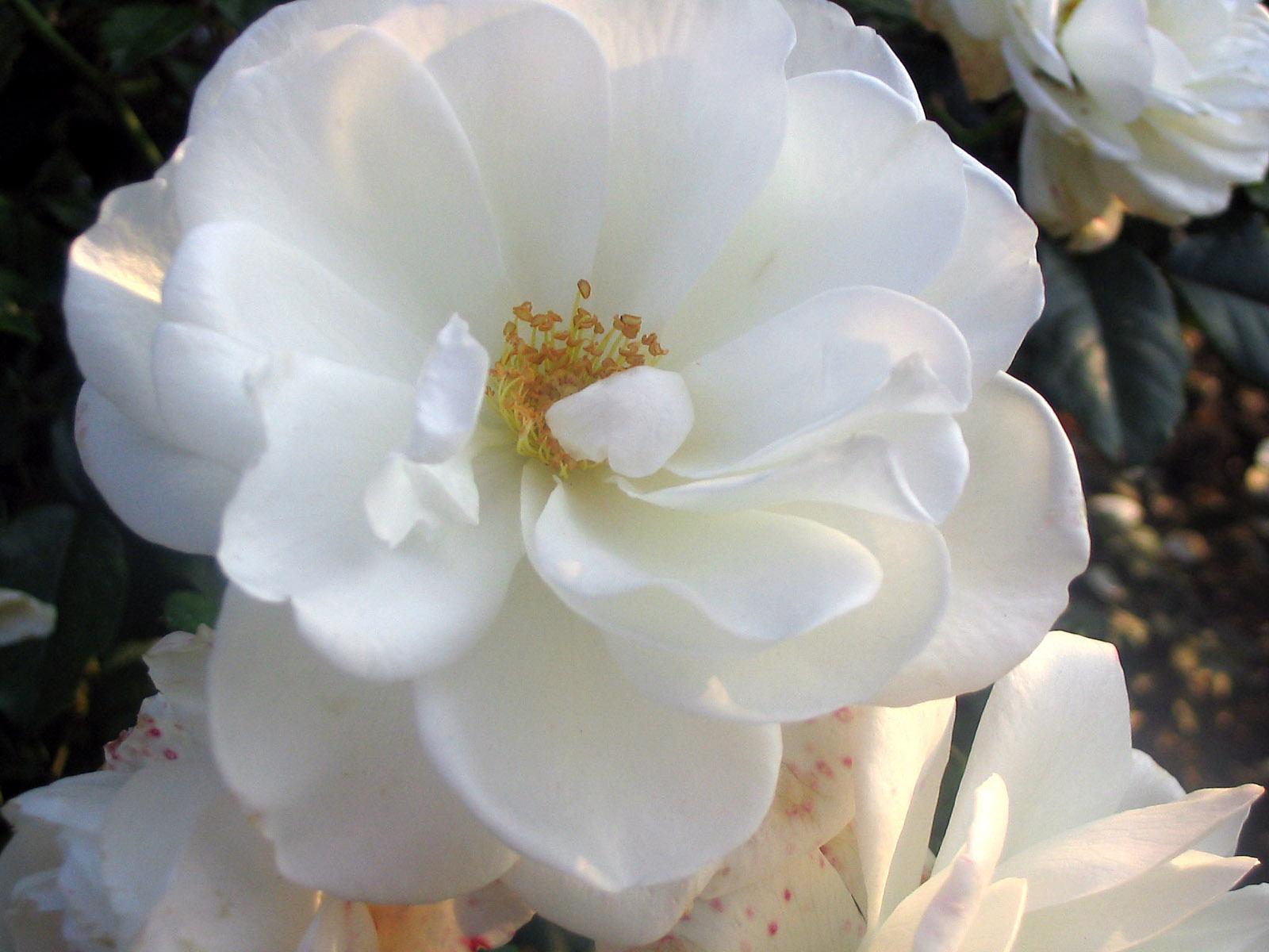 White Roses