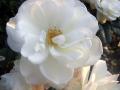 White Roses