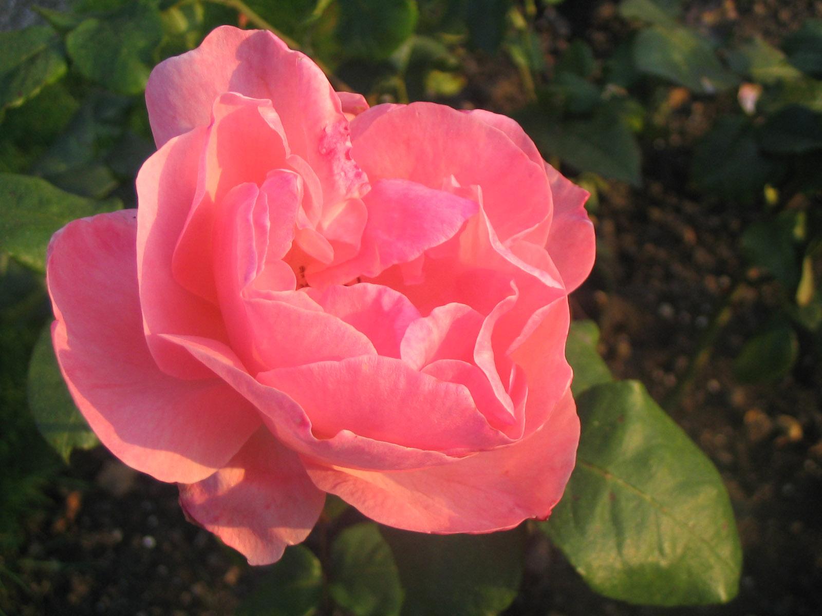 Pink Rose