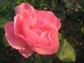 Pink Rose