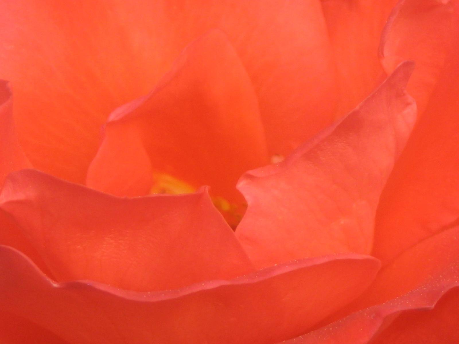 Closeup of a Red Rose