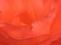 Closeup of a Red Rose