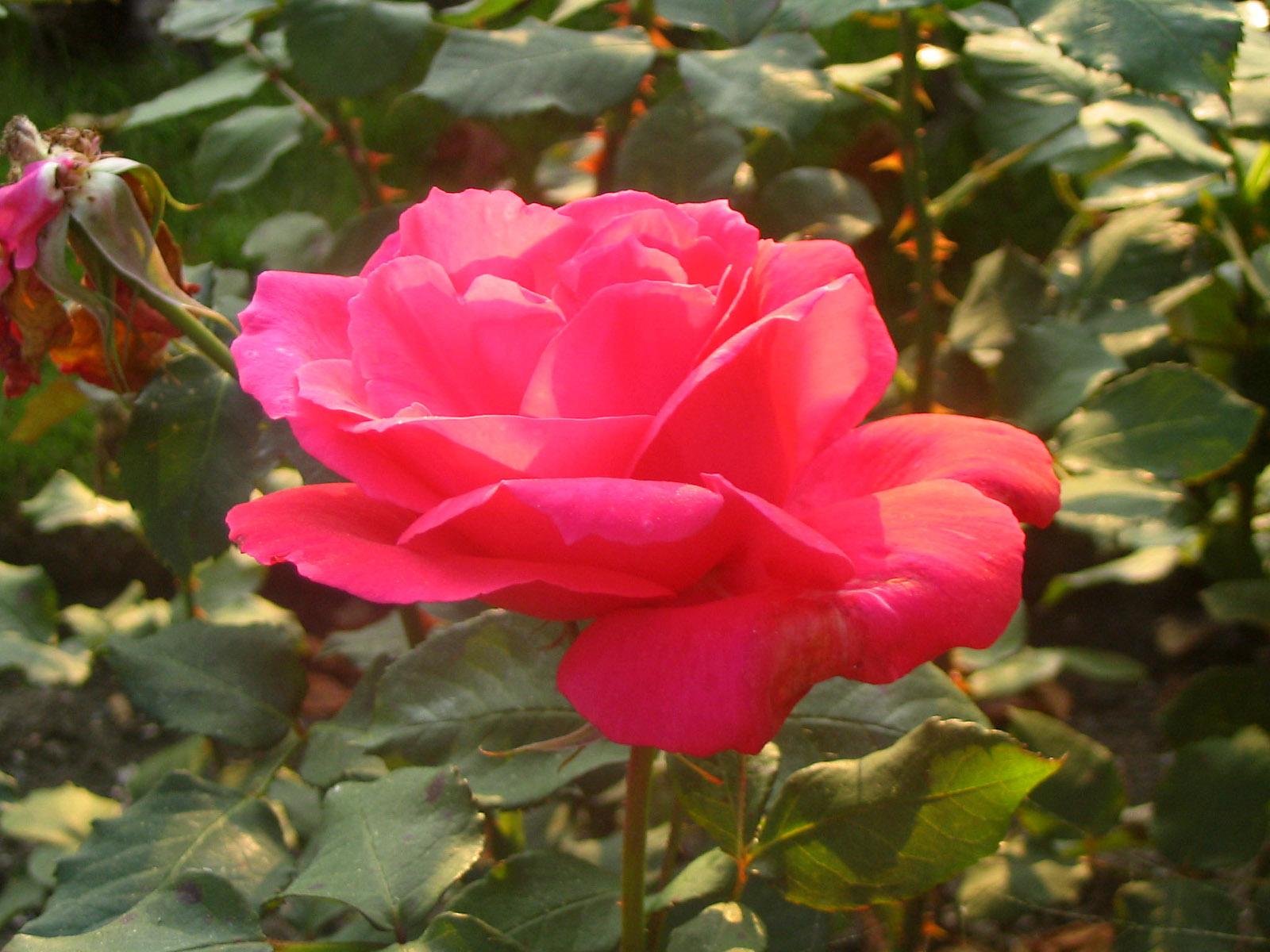 Pink Rose