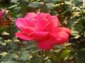 Pink Rose