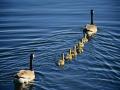Duck Family