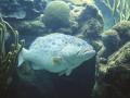 Big Blue Fish