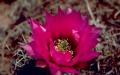 Claret Cup Cactus