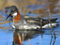 Red-necked Phalarope female