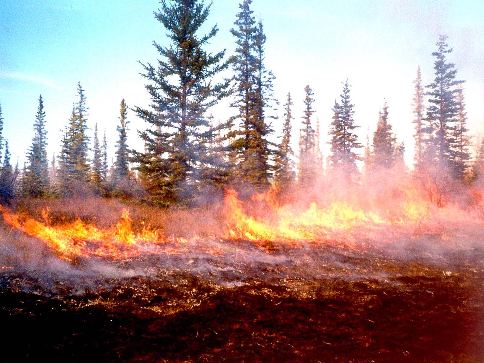 Prescribed Burn Near Beaver Village