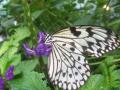 Butterfly Flower